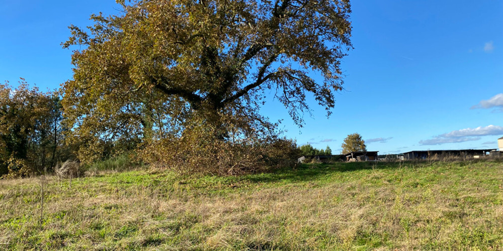 terrain à RION DES LANDES (40370)