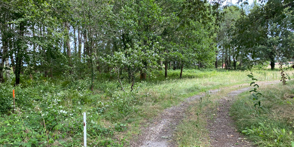 terrain à RION DES LANDES (40370)